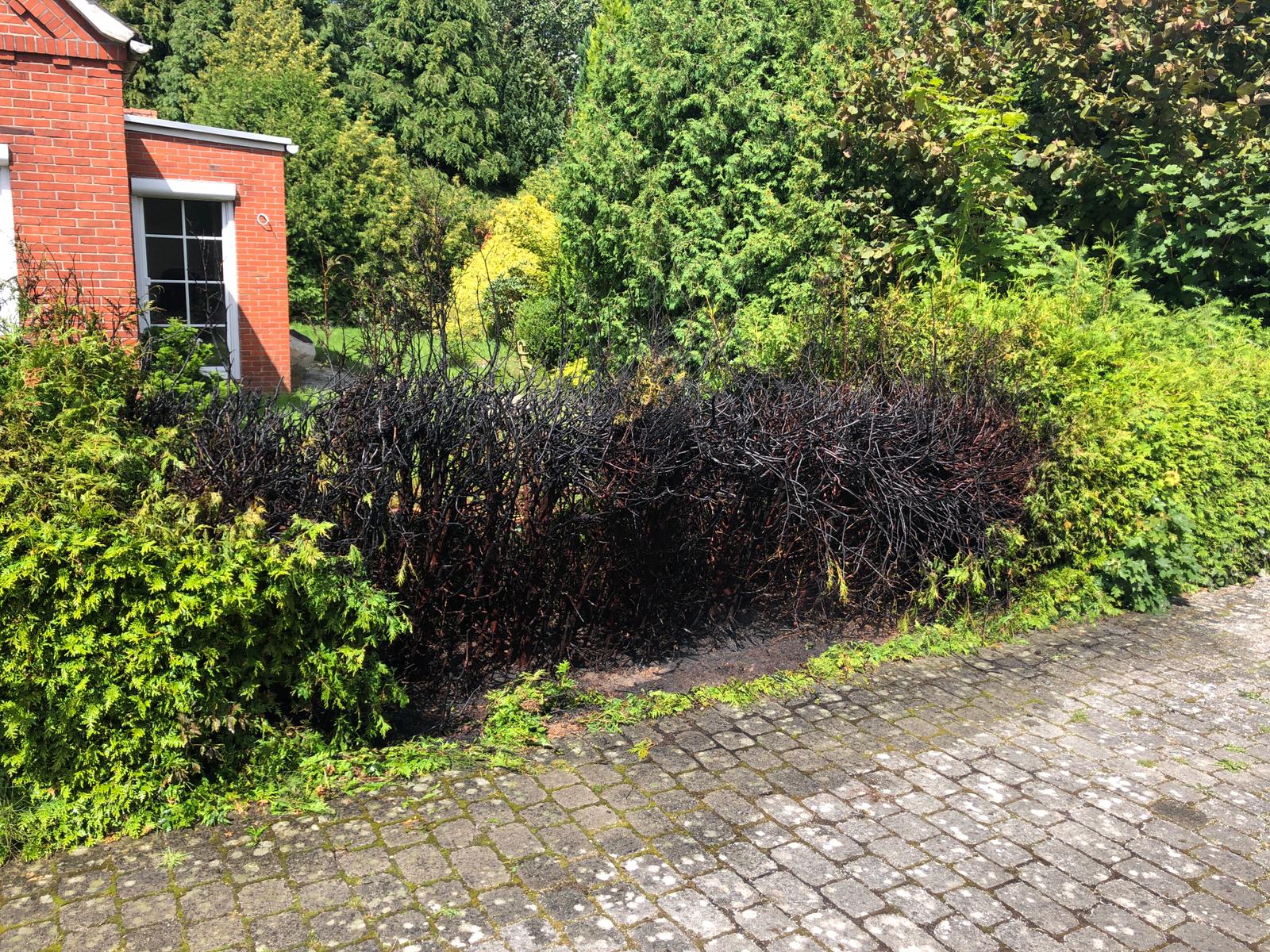 Brandeinsatz > Heckenbrand Brandeinsatz > Heckenbrand